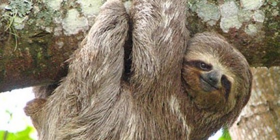 Sloth Daddy