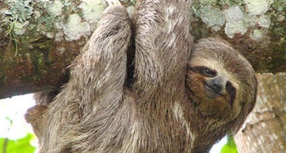 Sloth Daddy